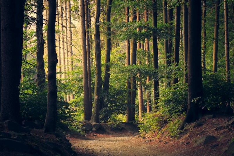A dirt path through a tall pine forest